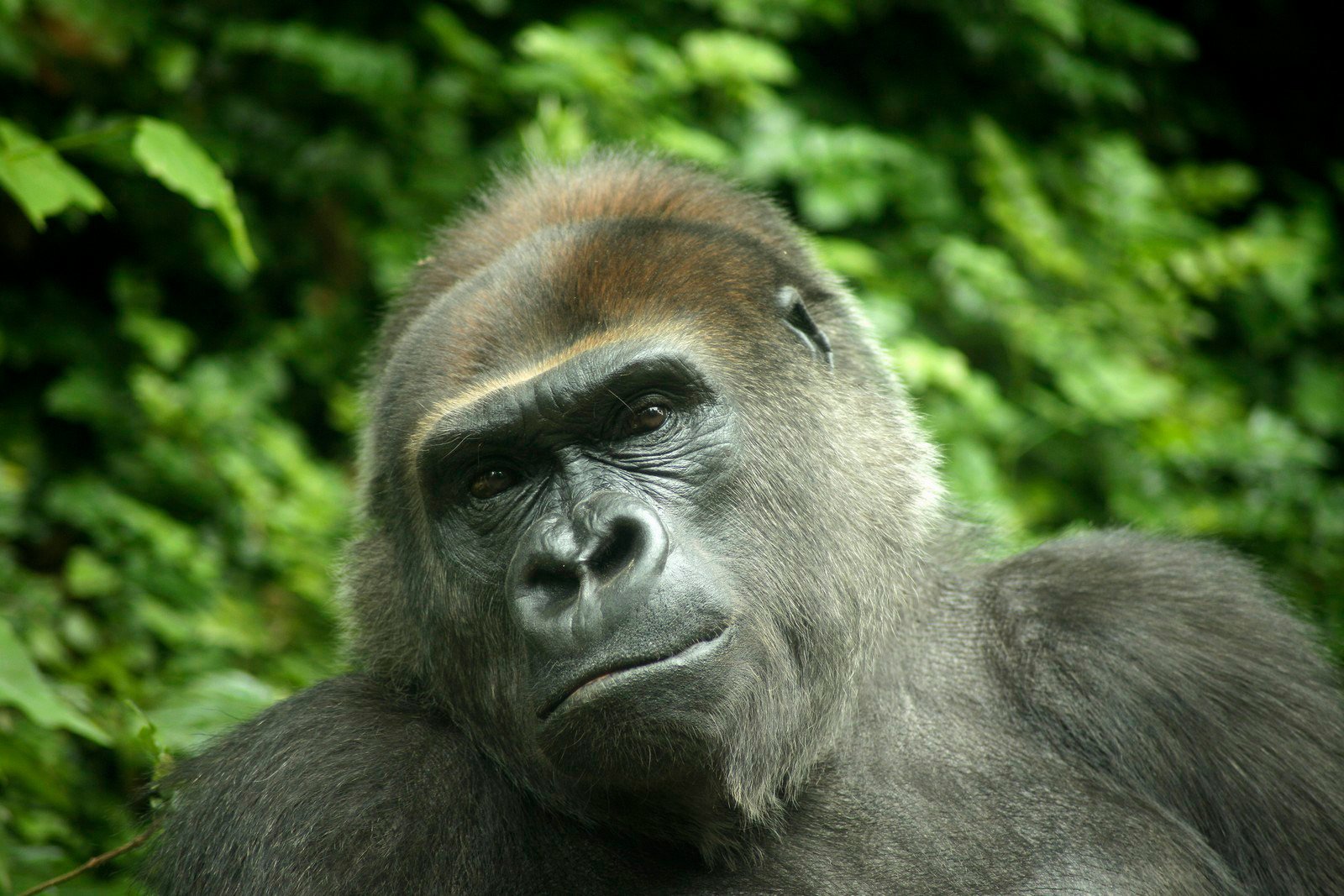 Amazon.com : Tamron AF 70-300mm f/4.0-5.6 Di LD Macro Zoom Lens