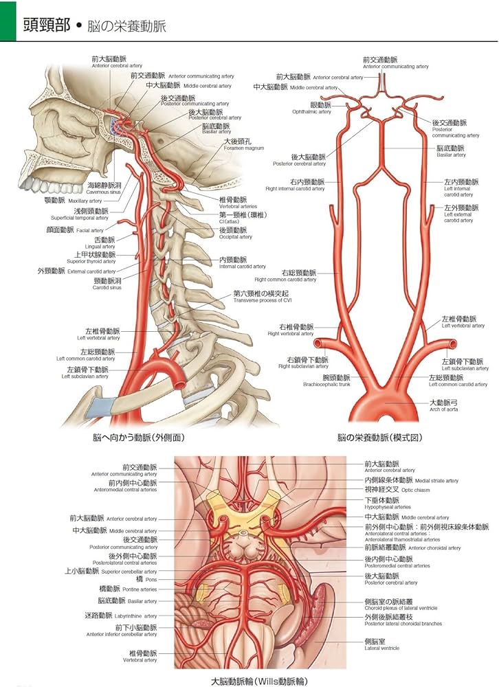 グレイ解剖学アトラス 原著第2版 電子書籍(日本語版)付 | Richard L