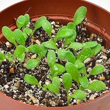 Amazon｜聖新陶芸 家庭菜園 簡単 栽培キット ネモフィラ 室内 花 栽培