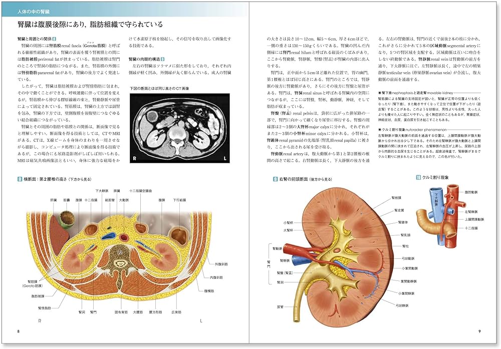 カラー図解 人体の正常構造と機能〈5〉腎・泌尿器【改訂第4版】 | 坂井