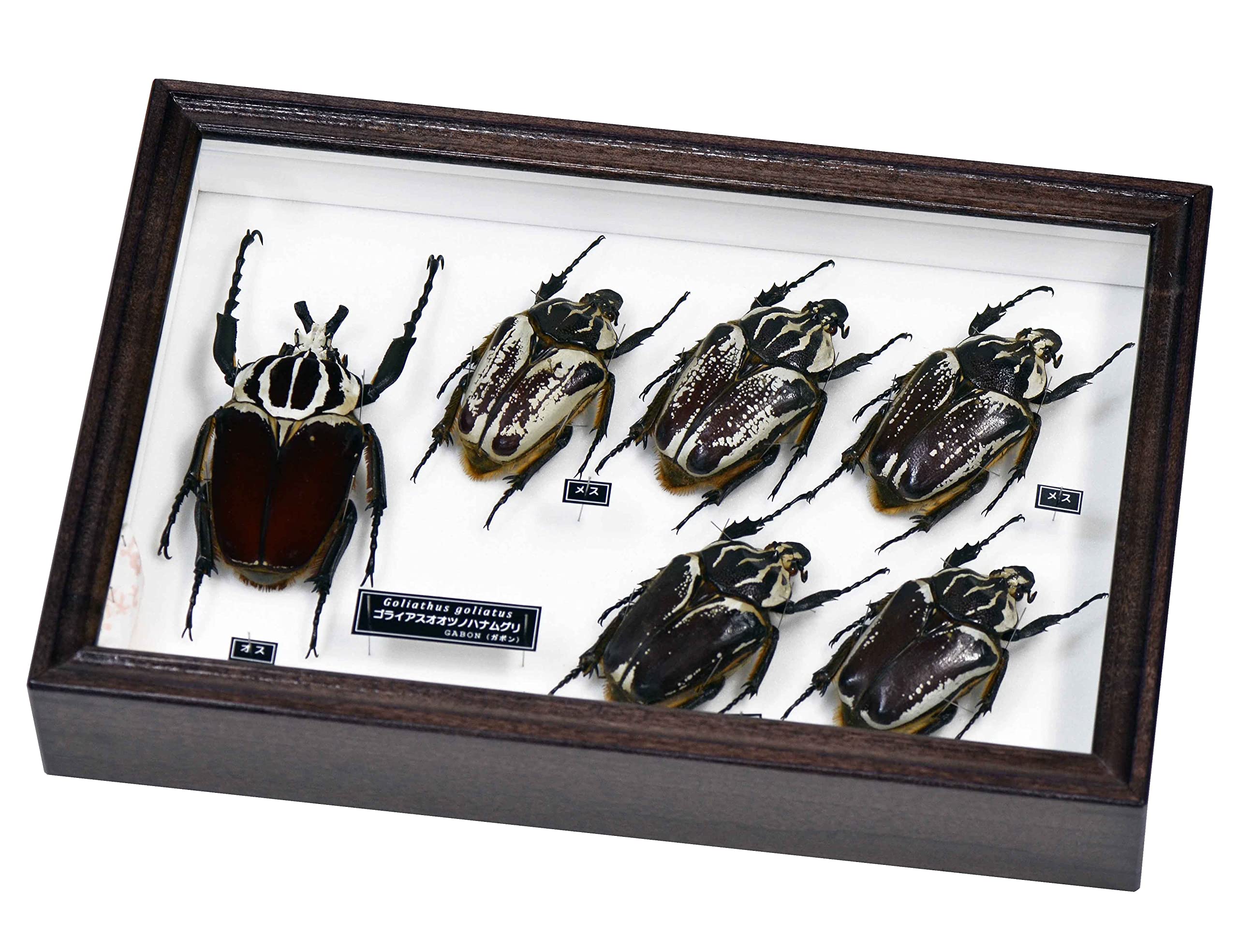 Amazon | 美しく迫力のある世界最重量のハナムグリ 名和昆虫博物館企画