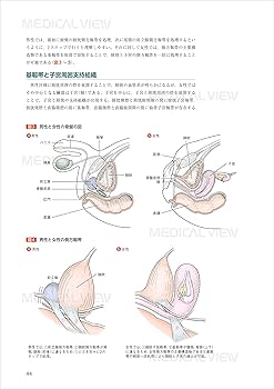究める鏡視下膀胱全摘術・尿路変向術 Level up LRC, RARC | 三木 淳