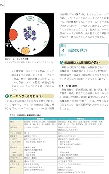 81yUl0NTOtL._AC_UF350,