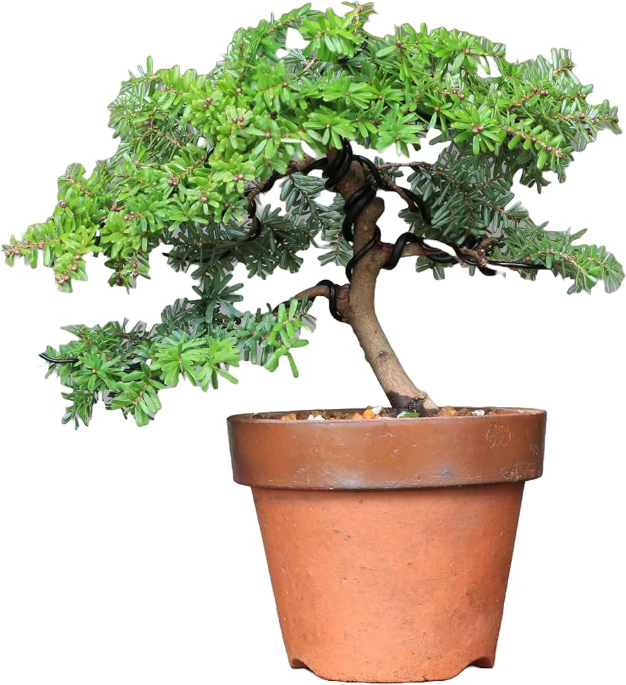 Amazon.co.jp: 八房米栂(コメツガ)『玉盛』ギョクセイ 小品盆栽【泰寿