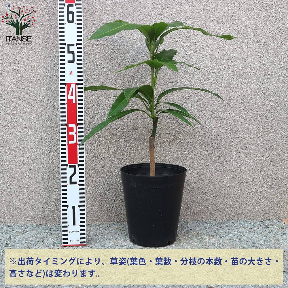 くろ➁-1玉文マンゴー 耐寒ヤマシタに接木 くろ➁-1玉文マンゴー 耐寒