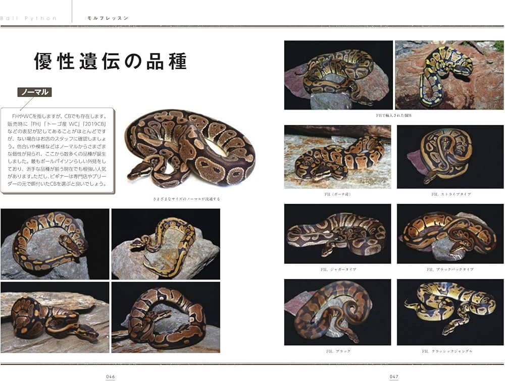 ボールパイソンの教科書 (飼育の教科書シリーズ) | 長友 瑞生, 川添