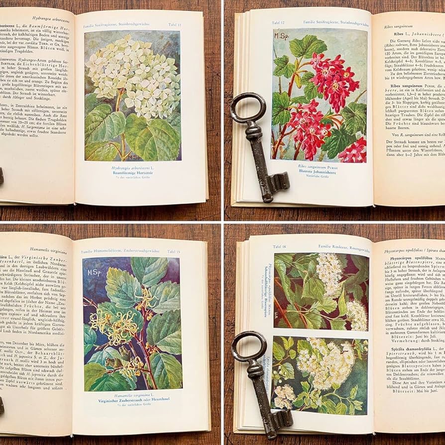 NO.248 古書 洋書 絵本 ドイツ植物図鑑 ボタニカルアート 野花 NO.248