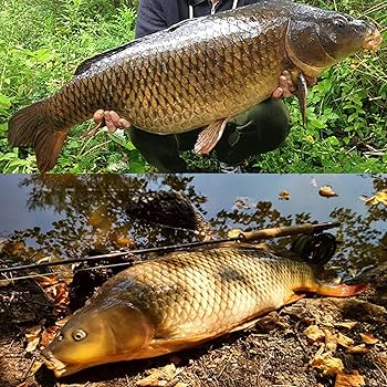 Amazon | 釣り糸 20m 鯉 釣りライン グリーン カモフラージュ 高強度