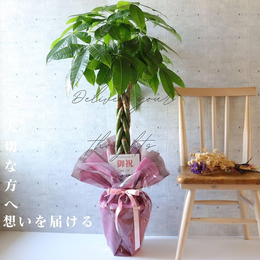 Amazon｜L-park パキラ 8号 ねじりパキラ 観葉植物 プレゼント 開業