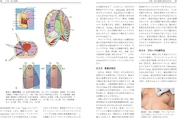 Point-of-Care超音波 原書第2版 ―電子書籍(日本語・英語版)付 | Nilam