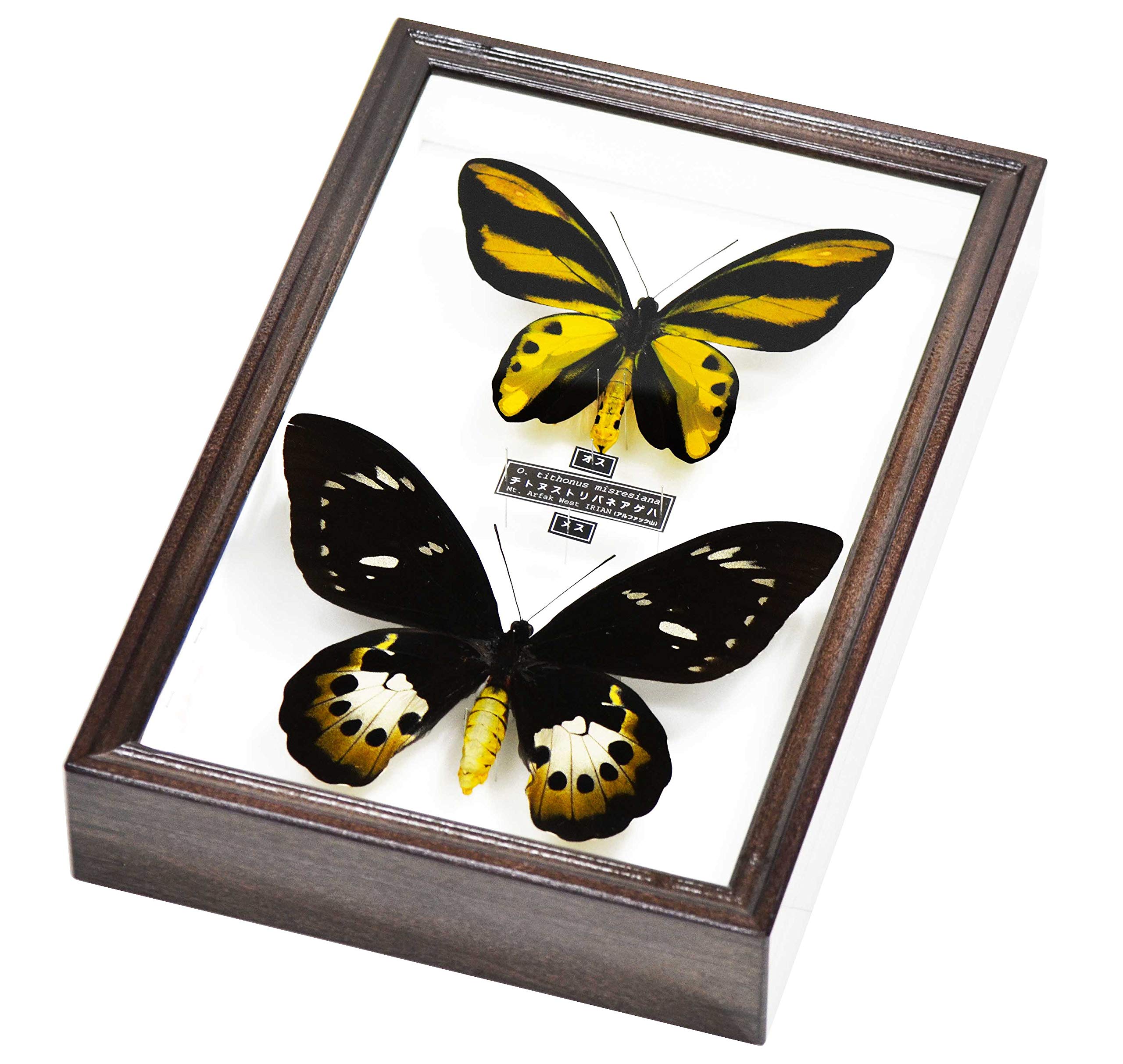 Amazon | 美しい蝶の標本 チトヌストリバネアゲハ（Ornithoptera