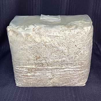 81Hbvxj23HL._AC_UF350,