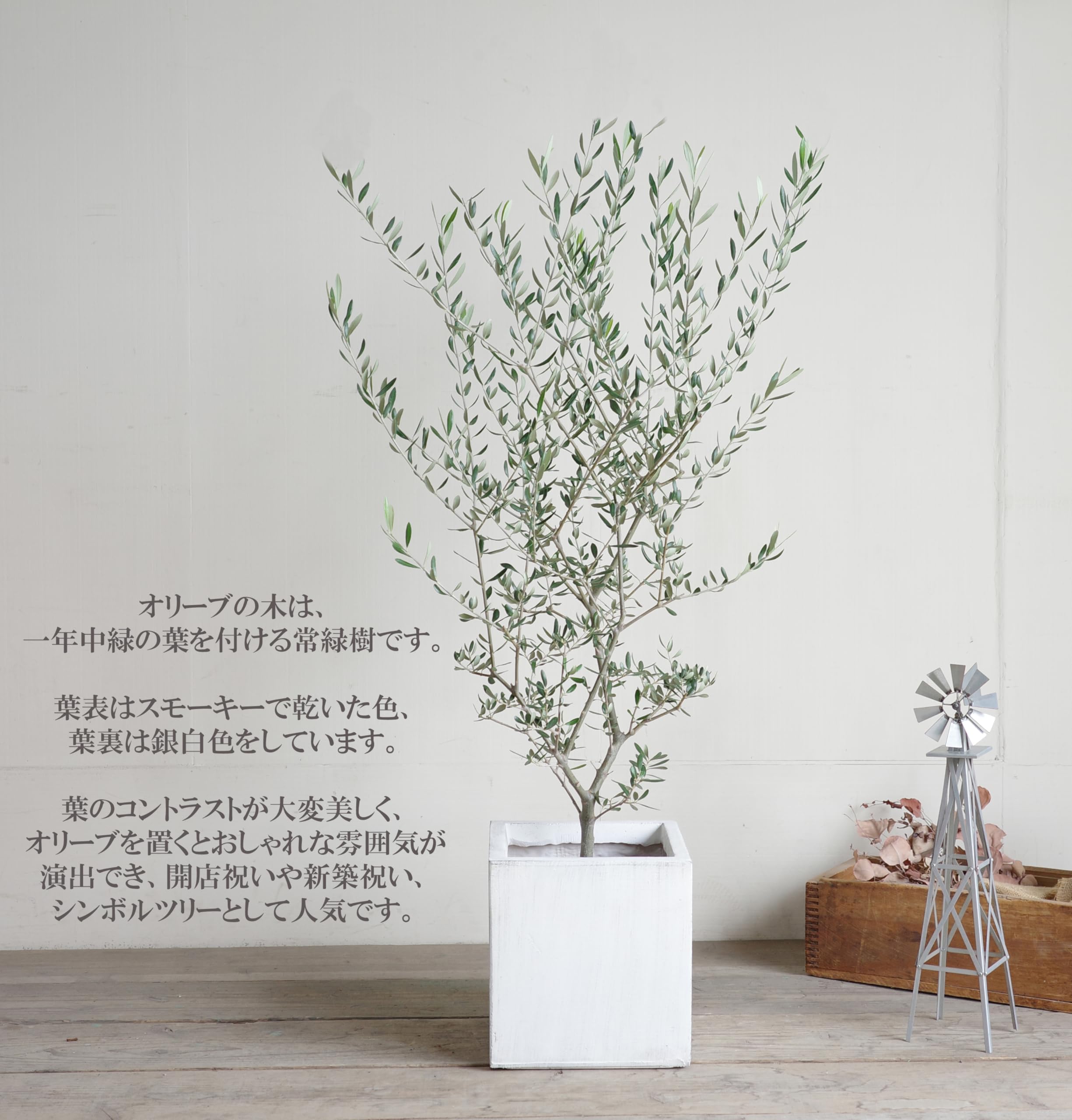Amazon｜オリーブの木 ホワイトキューブ鉢植え 観葉植物 本物 庭木