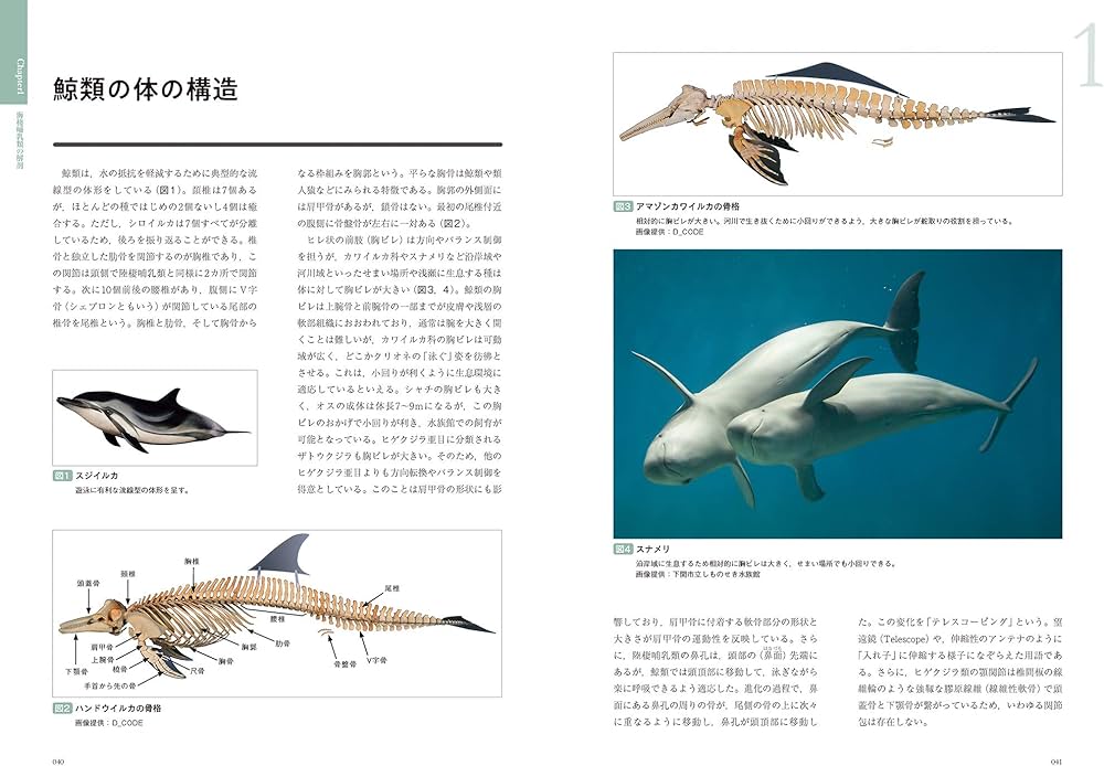 海棲哺乳類大全: 彼らの体と生き方に迫る | 田島 木綿子, 山田 格 |本