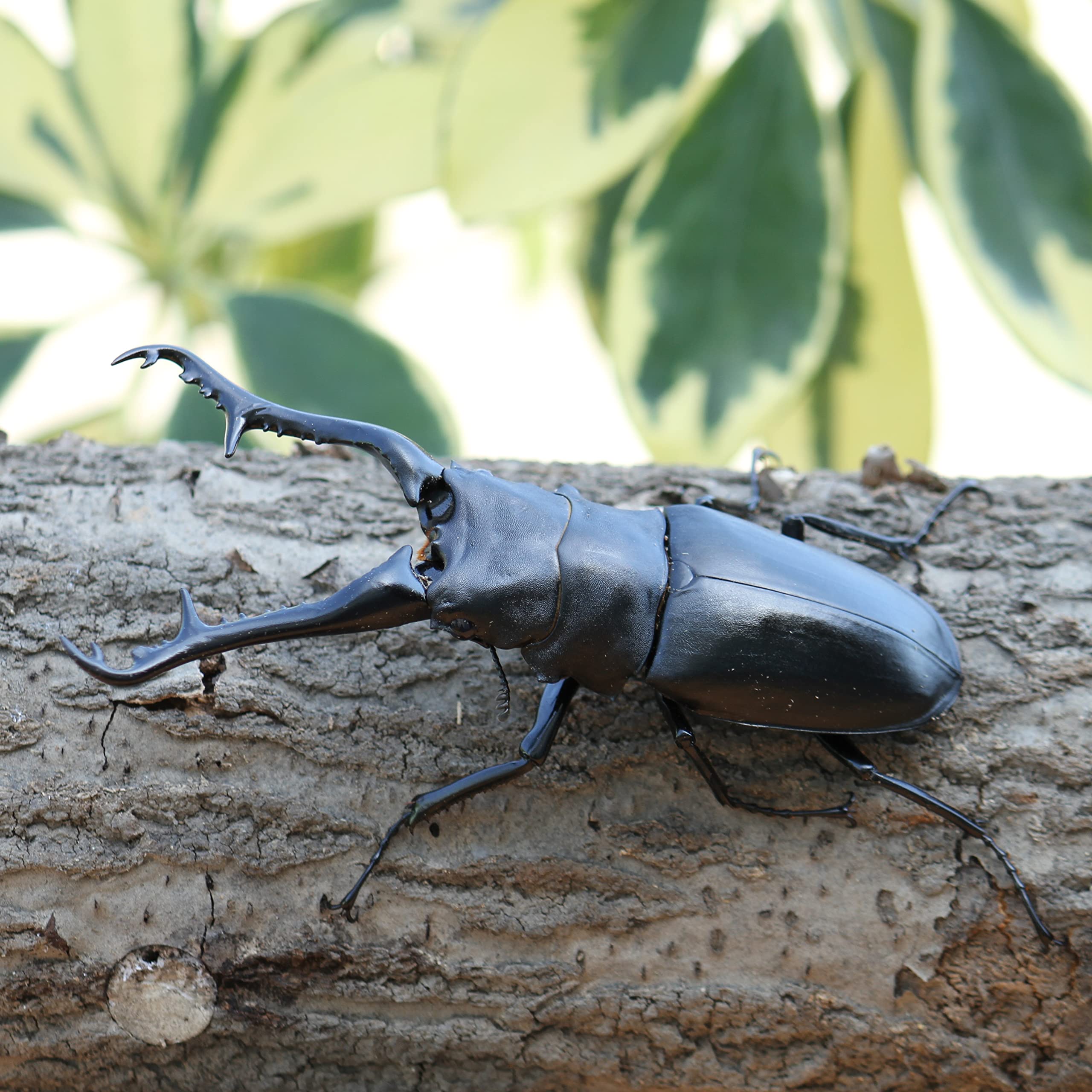 Amazon | 【BIG HORN】ギラファノコギリクワガタ110ミリ成虫ペア オス