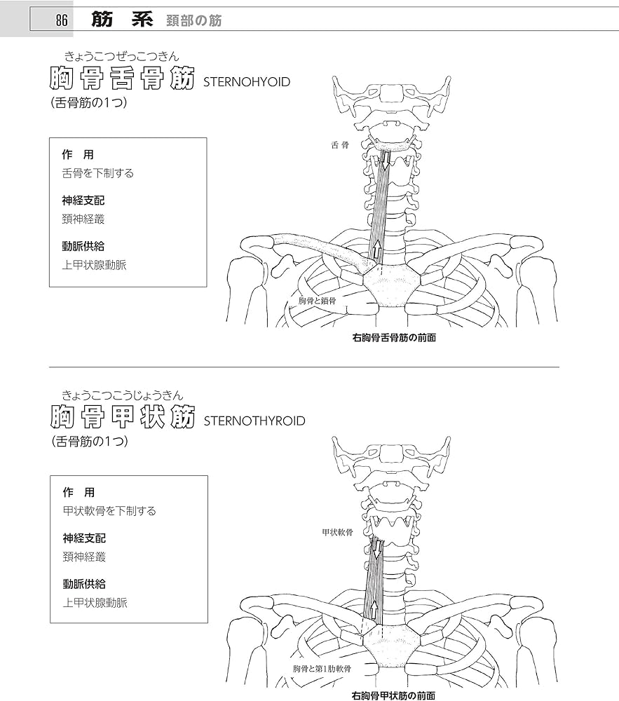 最新カラーリングブック 筋骨格系の解剖学 (GAIA BOOKS) | ジョセフ・E