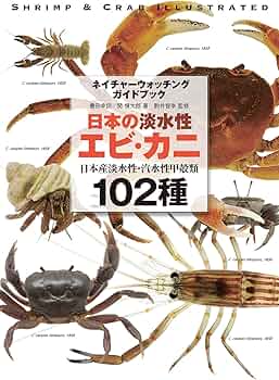 81L4Yytt-4L._AC_UF350,