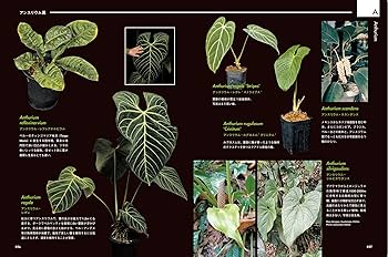AROID ADDICTS サトイモ科熱帯植物図鑑: 人気のモンステラ・アロカシア