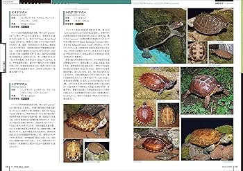 81MNfIL2AUL._AC_UF350,