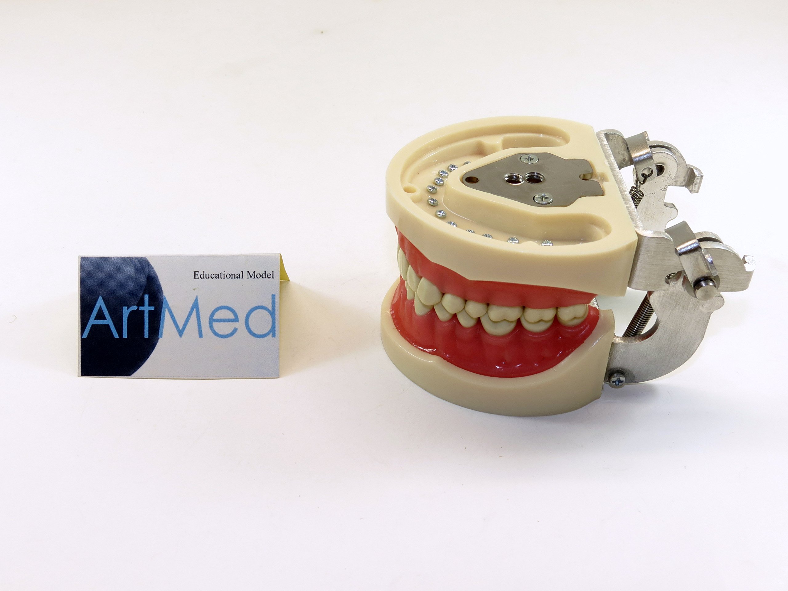 Amazon.com: Dental Anatomy Model Typodont Type Nissin Articulated