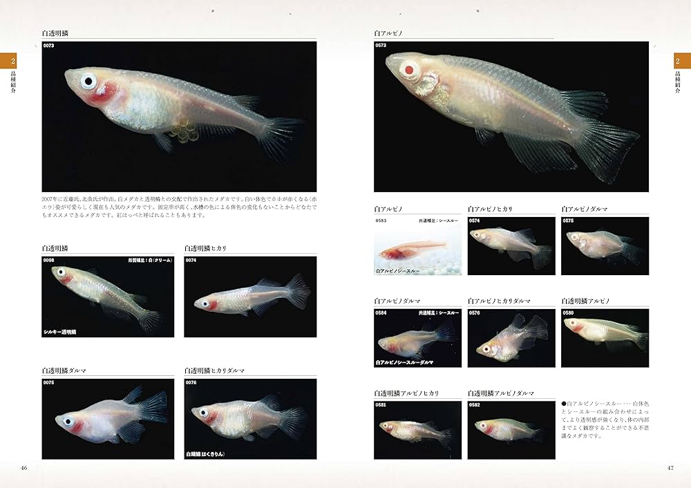 洋書 Atlas of KILLIFISHES（メダカ） 大型本 【公式通販】