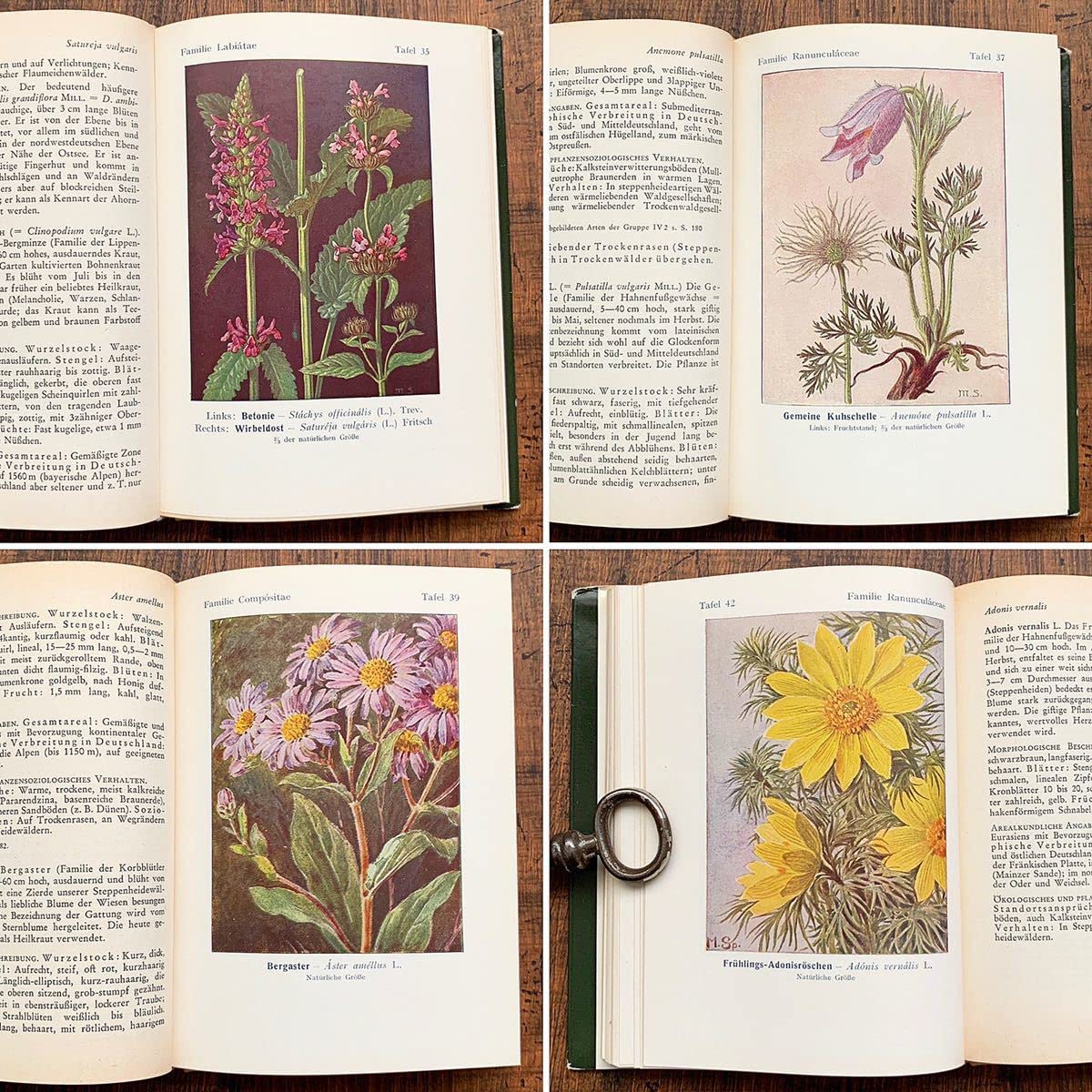 No.300ドイツ ビンテージ 紙もの ボタニカルアート 植物図鑑 水彩画 No