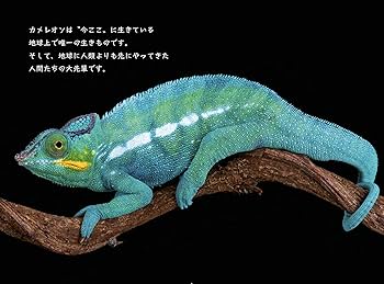 全身松果体生物！？ カメレオン参上！ 地球最高次元の生きものから学べ