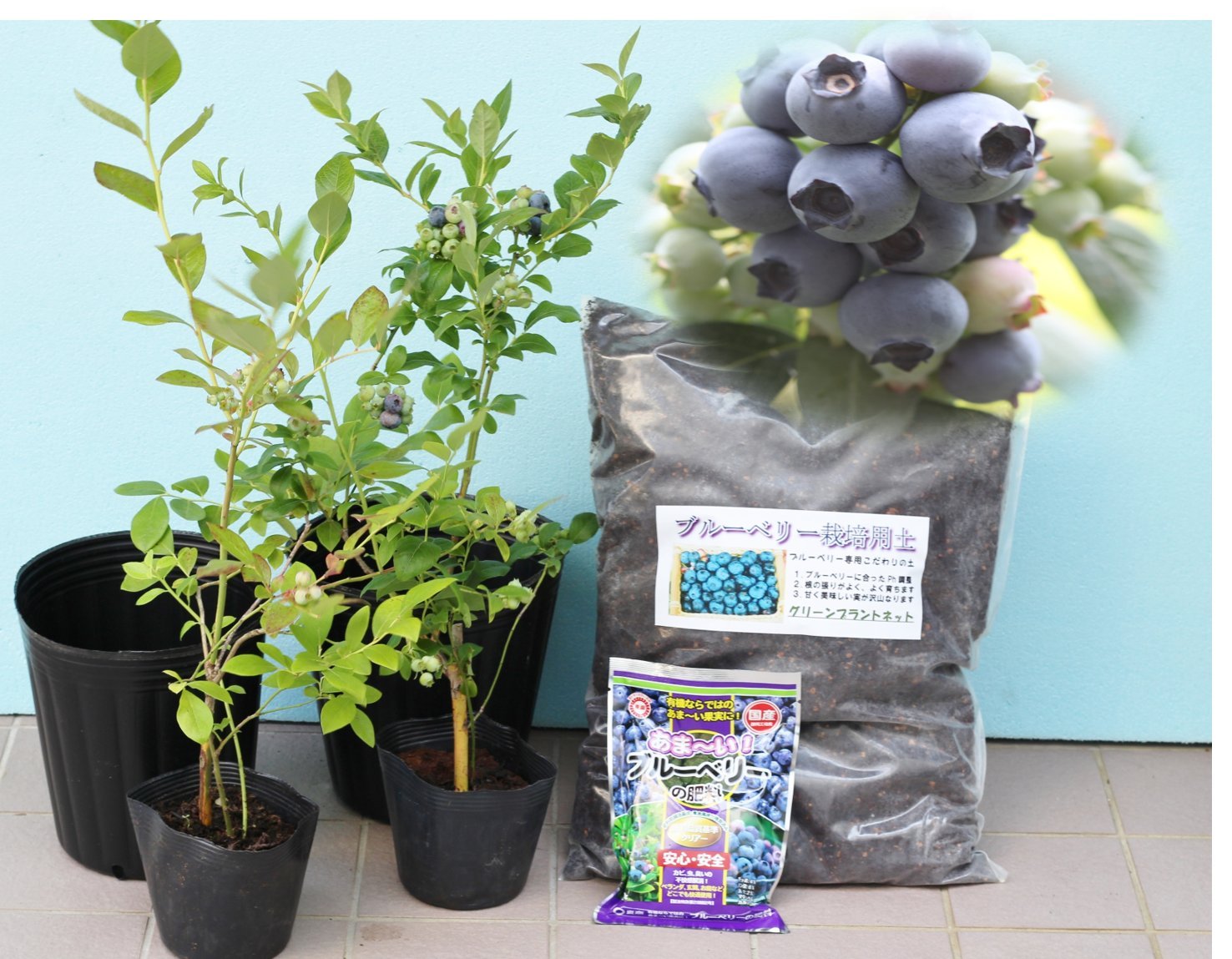 Amazon.co.jp: [初心者]プロにお任せブルーベリー苗木栽培6点セット