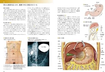 カラー図解 人体の正常構造と機能〈3〉消化管 | 河原 克雅, 佐々木