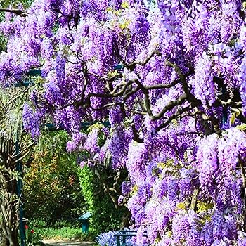 Amazon.com : Pack 3 Purple Wisteria Live Plants, 6 to 12 Inches