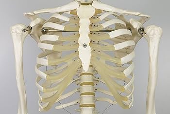 Amazon.co.jp: 等身大の全身骨格模型 スタン・標準型骨格モデル，吊り