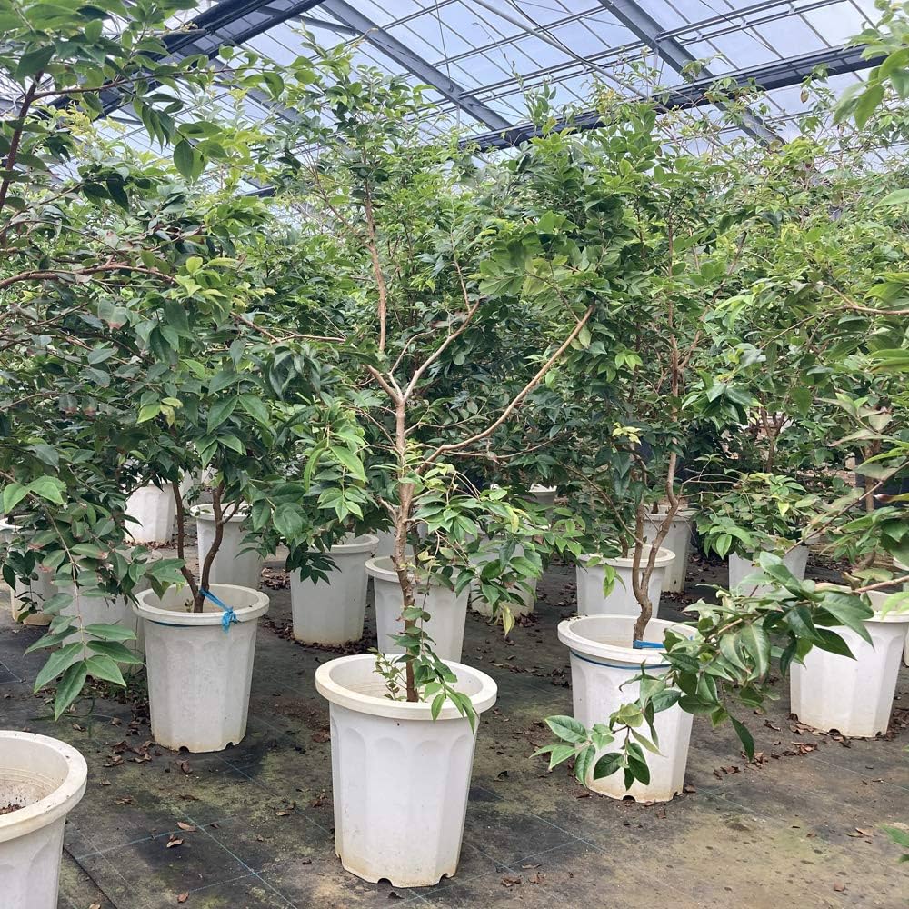 Amazon.co.jp: ジャボチカバ苗 (四季なり種) 実生苗（1鉢）（結実経験