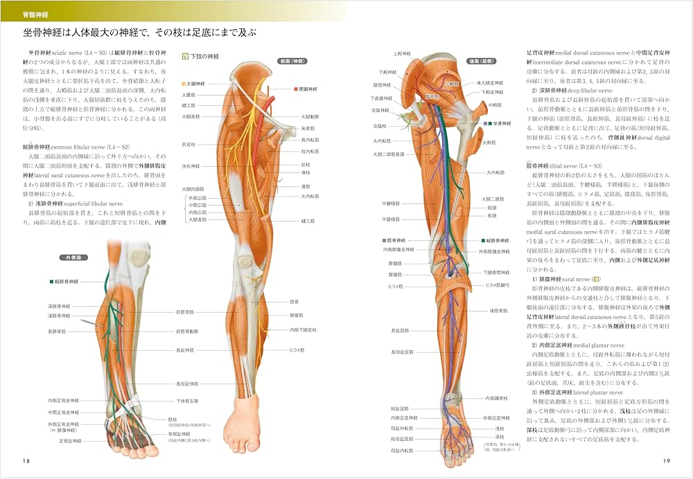 カラー図解 人体の正常構造と機能 第9巻 神経系（2） 【改訂第5版
