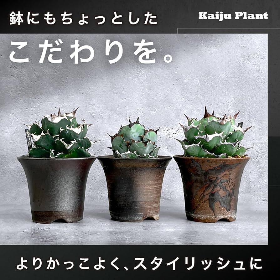 Amazon｜Kaiju Plant 萬古焼 3.5号 陶器鉢 ラッパ アガベ 多肉 塊根 用