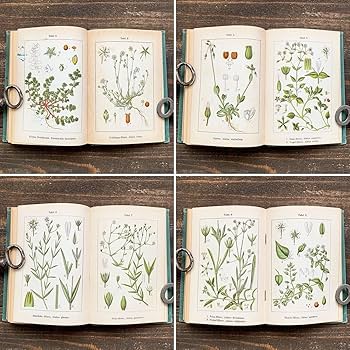 Amazon.co.jp: [1901年]ドイツの古い植物図鑑(Flora von Deutschland 5