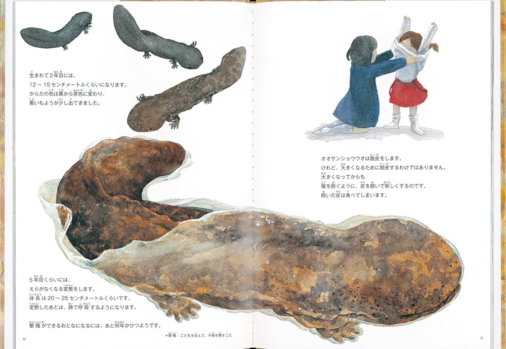Amazon.co.jp: オオサンショウウオ みつけたよ (福音館の科学シリーズ