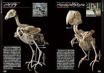 81cSDfi6a4L._AC_UF350,