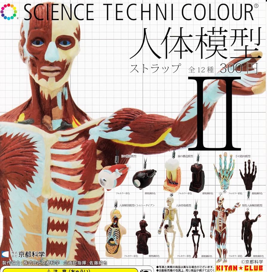 Amazon | サイエンステクニカラー 人体模型ストラップ2 全12種