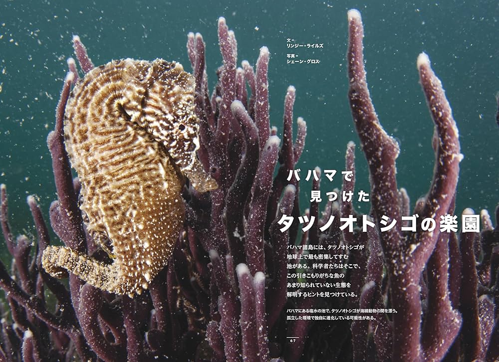 ナショナル ジオグラフィック日本版 2026年2月号（酔わないビールを