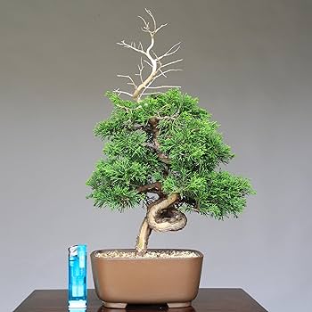 81f4PSaGnwL._AC_UF350,