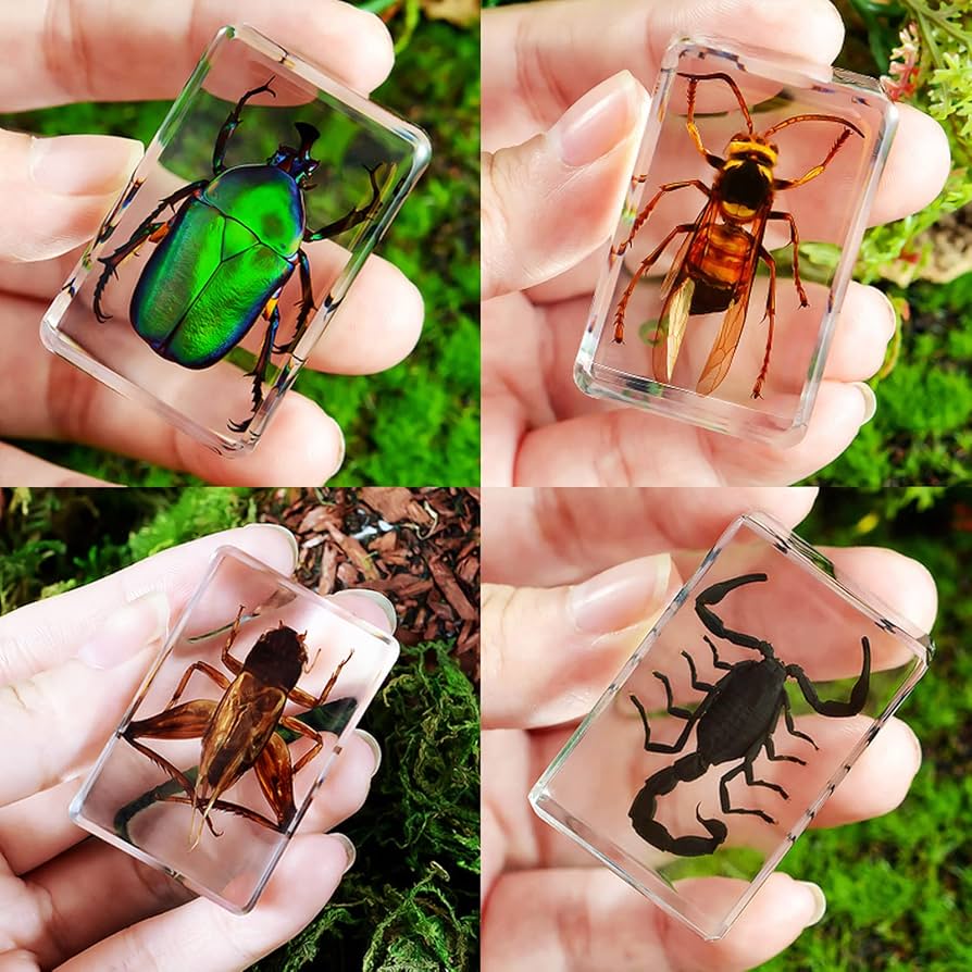 Amazon.co.jp: 昆虫標本 4個キット、透明 樹脂 標本 昆虫