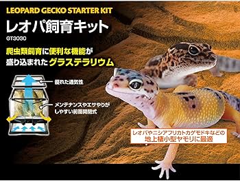 Amazon | GEX EXOTERRA レオパ飼育キット GT3030 爬虫類用ガラスケージ