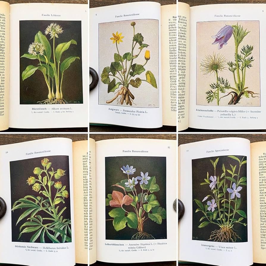 ドイツの植物画集 植物図鑑 ボタニカルアート ドイツの植物画集 植物