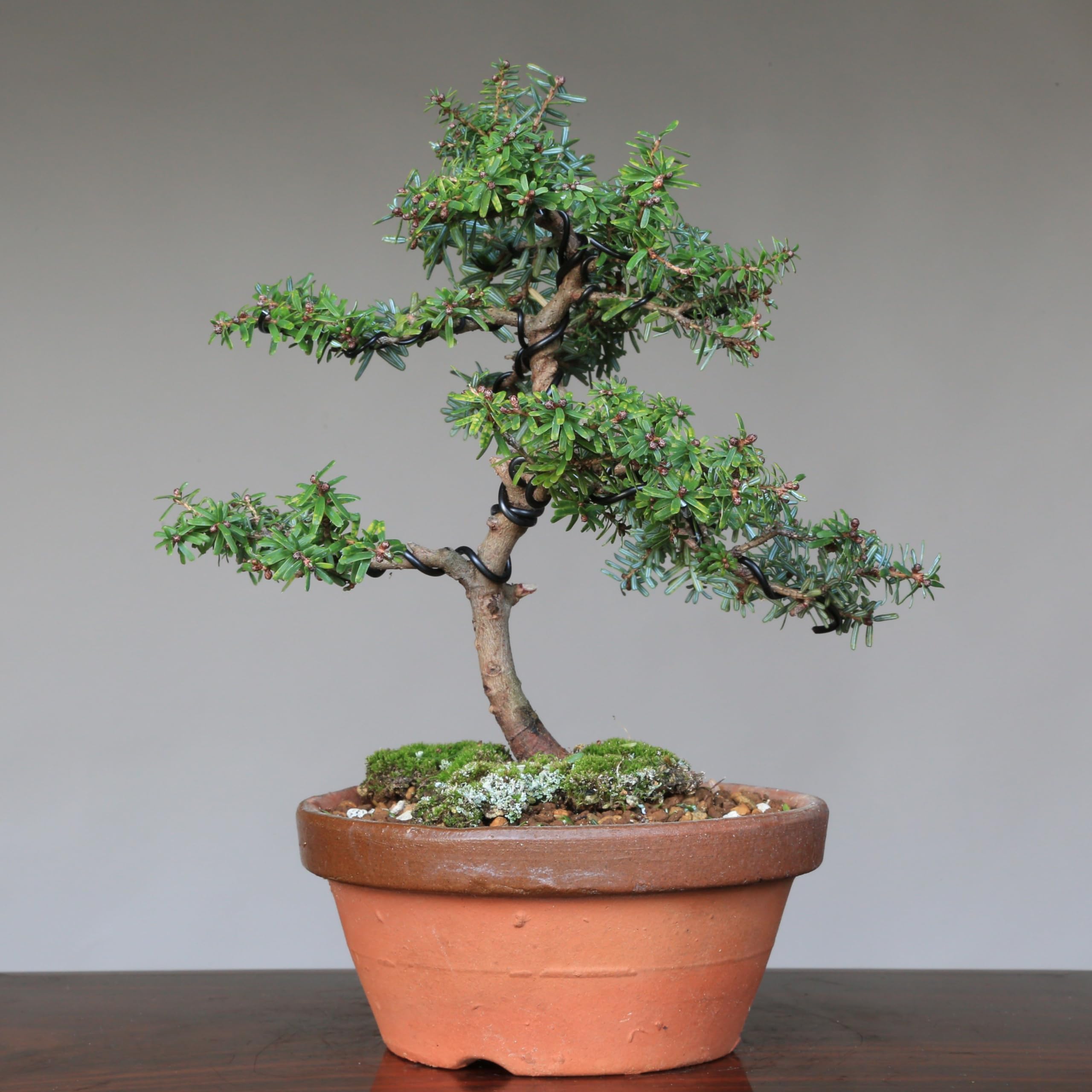 Amazon.co.jp: 八房米栂(コメツガ)『玉盛』ギョクセイ 小品盆栽【泰寿