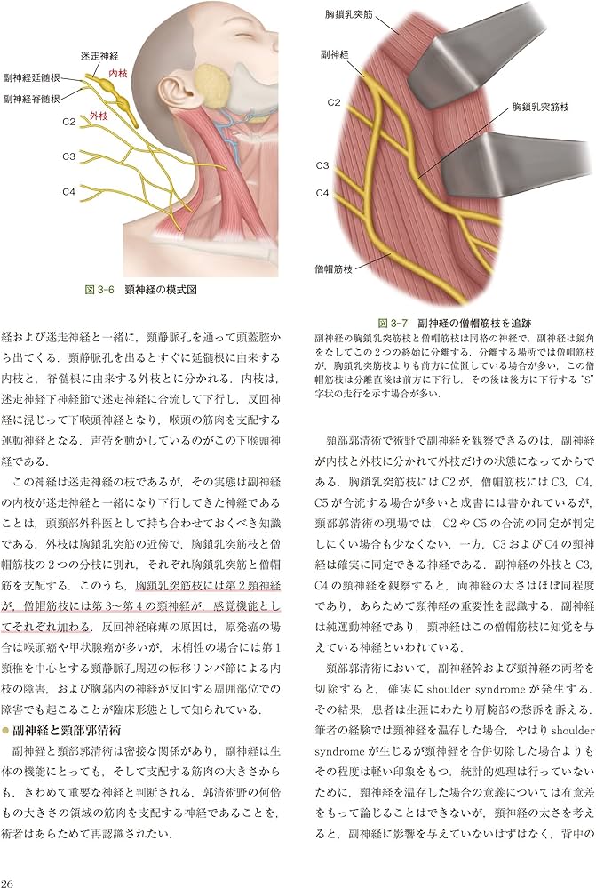 深頸筋膜の解剖学的構造から学ぶ 頸部郭清術 | 西嶌 渡 |本 | 通販