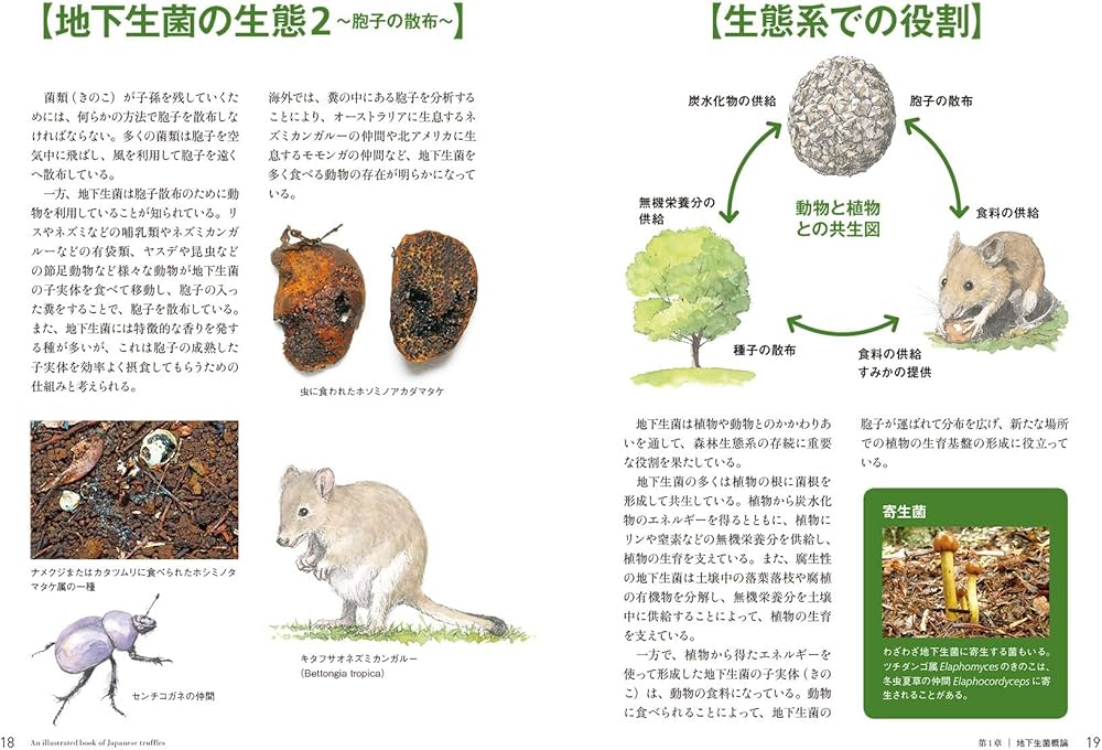 Amazon.co.jp: 地下生菌識別図鑑: 日本のトリュフ。地下で進化した