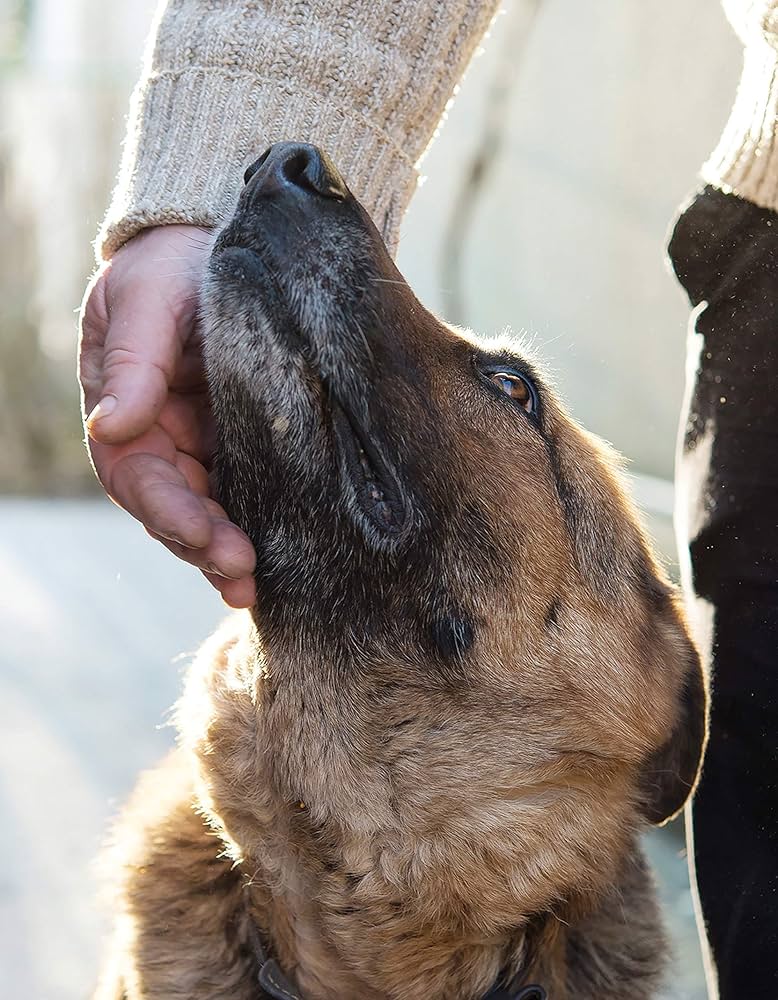 SAVE THE VOICE I-IV セット aggressive dogs SAVE THE VOICE I-IV