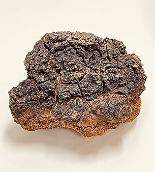 Amazon.co.jp: EPORASHE デルミライト 30包 カバノアナタケ チャーガ