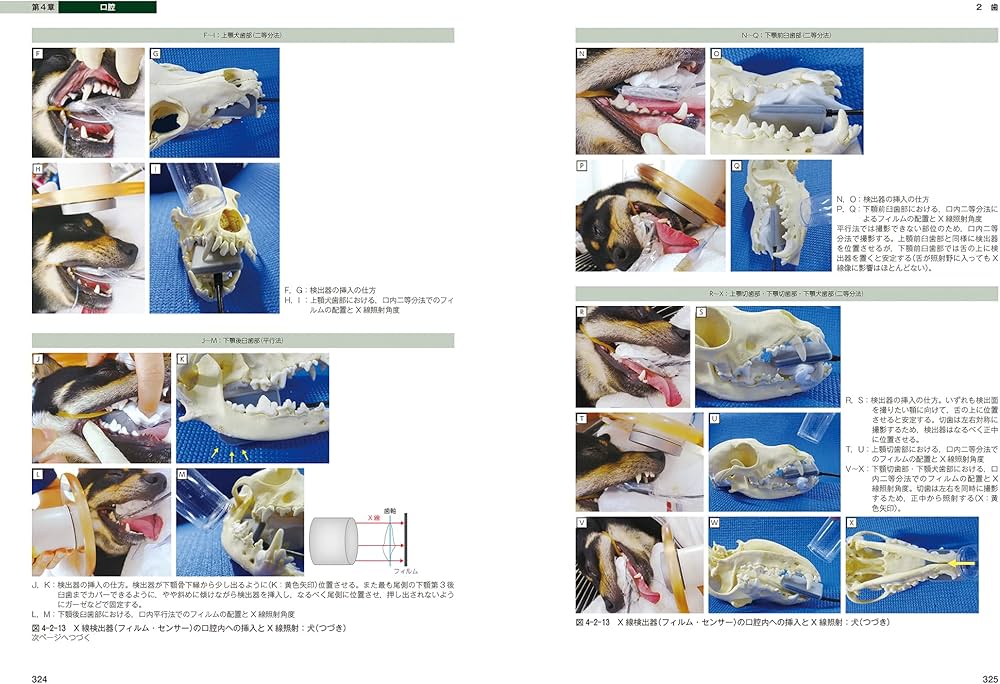 犬と猫のベーシック画像診断学 骨と関節/頭部/脊柱/内分泌器官編
