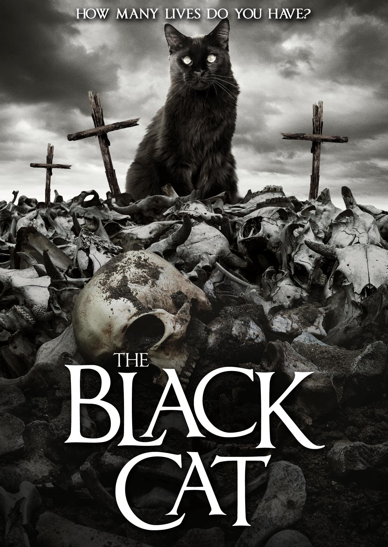 Amazon.co.jp: The Black Cat [DVD] : DVD